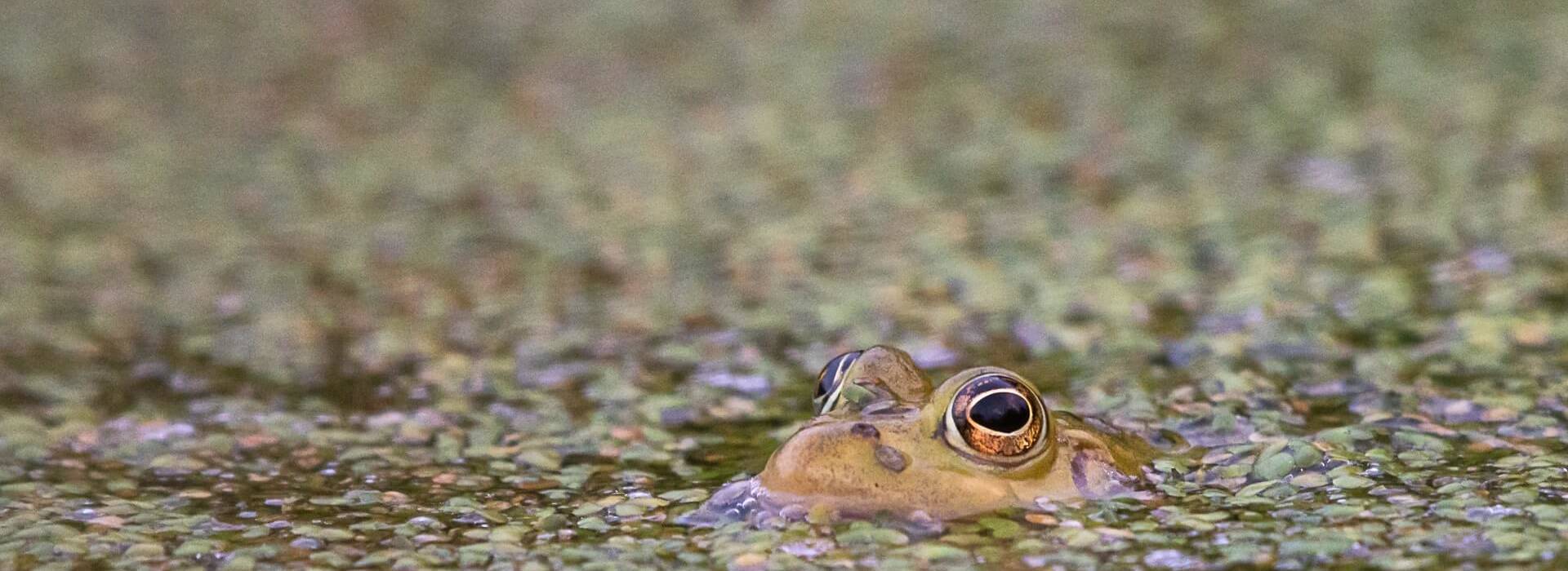 Une grenouille dans la mare