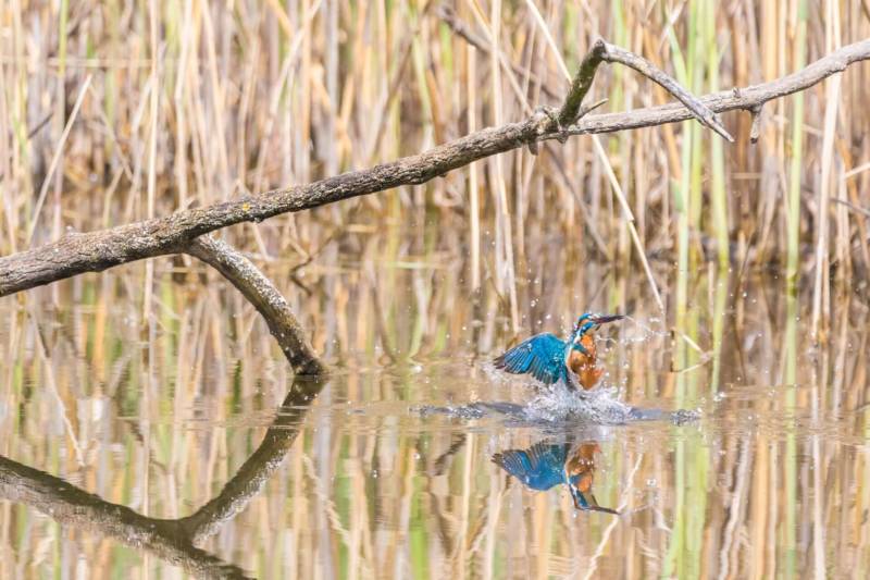 Les plantes du chaos, Et si les pestes végétales étaient des