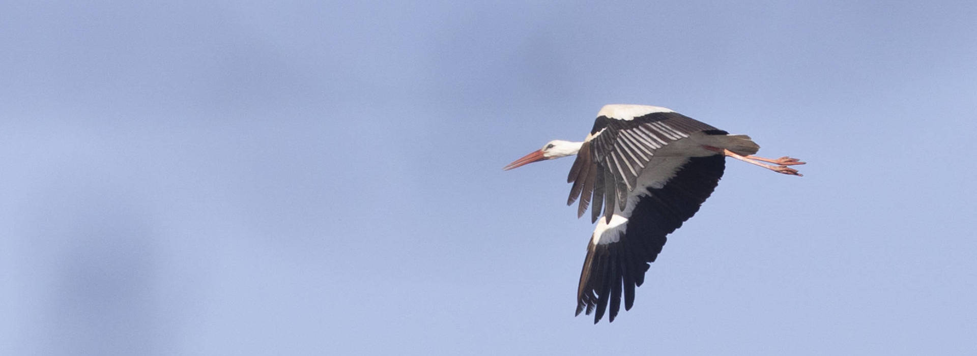 Cigogne de passage