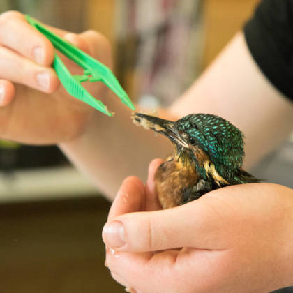 nourrissage d'un martin pêcheur grâce à une pince adaptée pour amener la nourriture à son bec