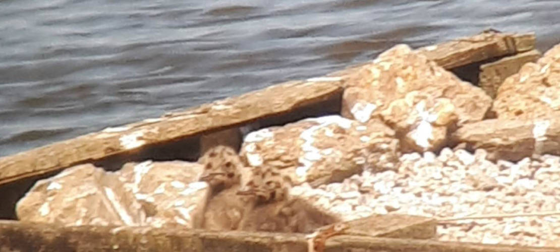 Poussins de Mouette rieuse