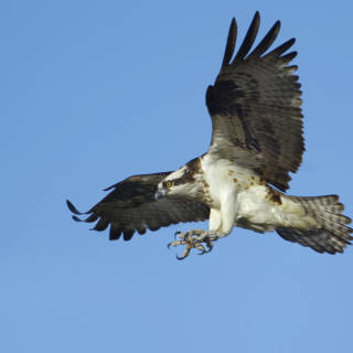 Balbuzard pêcheur en plein vol
