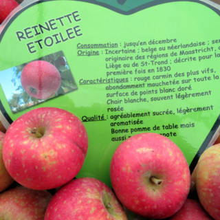 Pommes qui entourent un coeur donnant des caractéristiques de la reinette étoilée