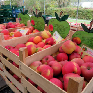Plusieurs bacs de pommes
