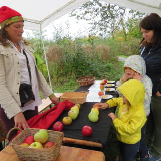 Enfants regardent des pommes