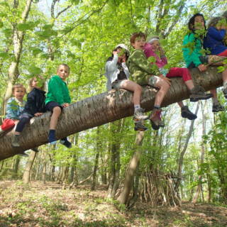 Un groupe d'enfants assis sur une branche d'arbre
