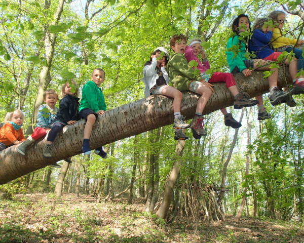 Un groupe d'enfants assis sur une branche d'arbre