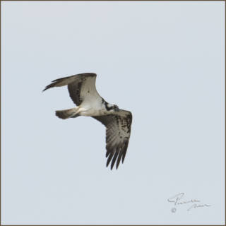 oiseau volant dans le ciel