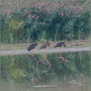 oiseaux posés sur l'eau