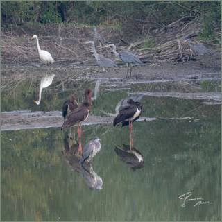 Oiseaux posés sur l'eau