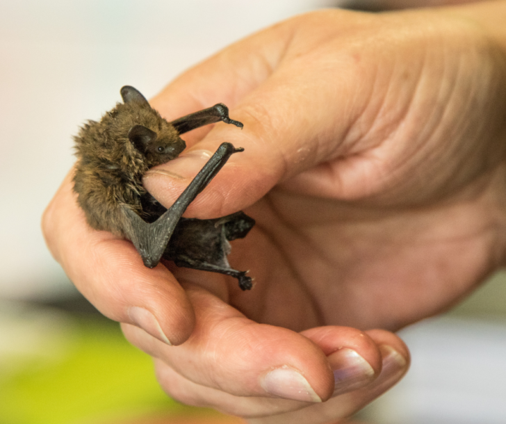 chauve-souris dans la main d'un bénévole soigneur