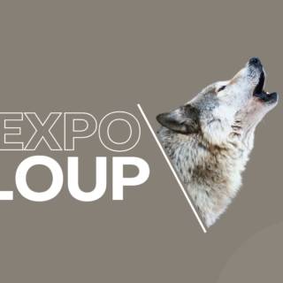 Expo Loup- un loup gris en train de hurler
