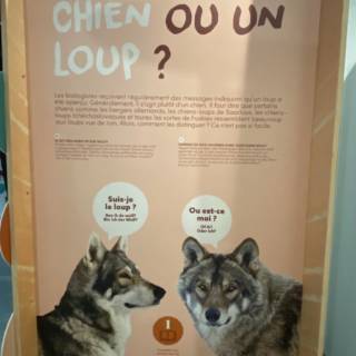 Panneau explicatif sur la différence entre les chiens et les loups